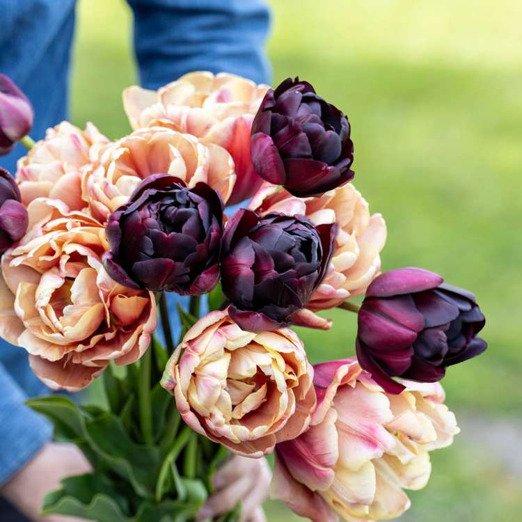 Tulpenmischung 'Nadjas'